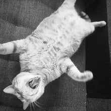 Load image into Gallery viewer, Ciao Gatto Cat Market — The Classic Organic Cat Kicker
The Ultimate in Refined Feline Indulgence
Elevate your cat’s playtime with the Ciao Gatto Classic Organic Cat Kicker — a thoughtfully handcrafted toy designed for the most discerning feline connoisseurs. Every detail is a testament to quality, craftsmanship, and eco-conscious luxury.
Meticulously handcrafted in small batches, each kicker is a celebration of natural luxury: approximately 10” by 2”, designed for rigorous play and effortless indulgence. In