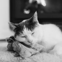 Load image into Gallery viewer, kattprassel cloth - free to be you and me - organic catnip crinkle cloth