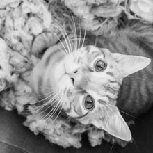 Load image into Gallery viewer, henny the hard-boiled egg - organic catnip infused wool egg