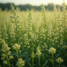 Load image into Gallery viewer, henny the hard-boiled egg - organic catnip infused wool egg